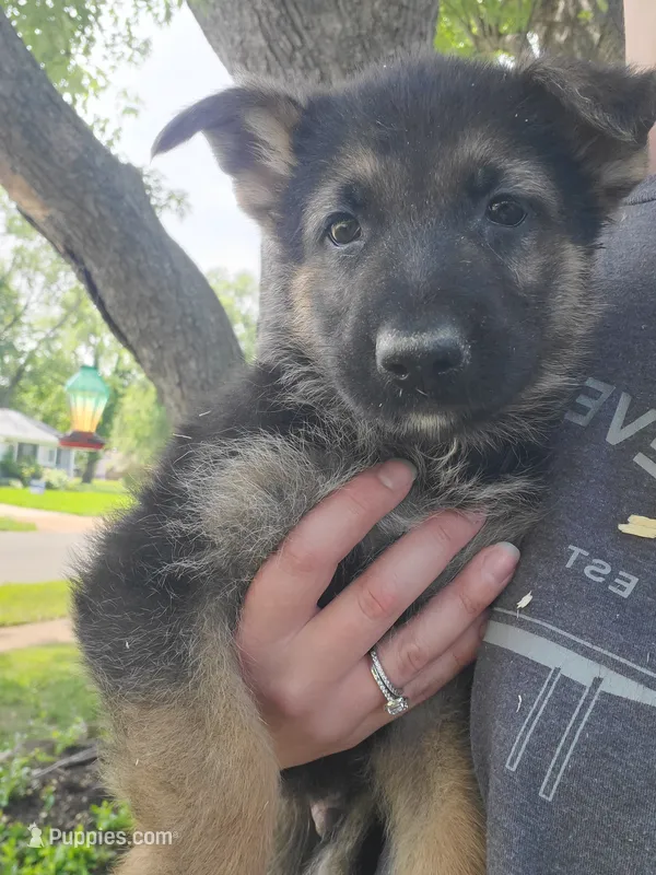 Black – German Shepherd Dog puppy for sale in Florissant, MO