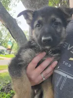 Black, a male German Shepherd Dog for sale in Florissant, MO – 1 of 1