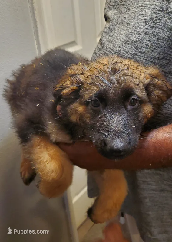 Yellow – German Shepherd Dog puppy for sale in Florissant, MO