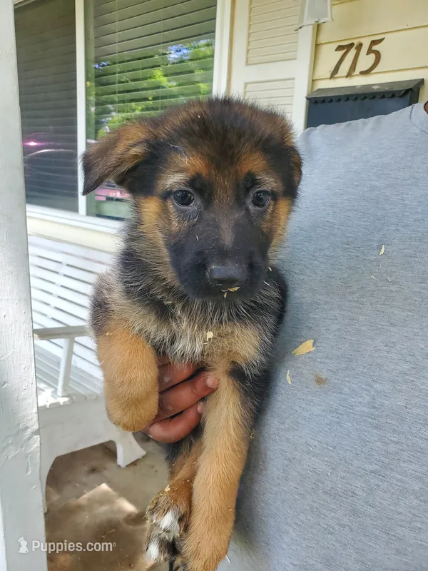 Orange  – German Shepherd Dog puppy for sale in Florissant, MO