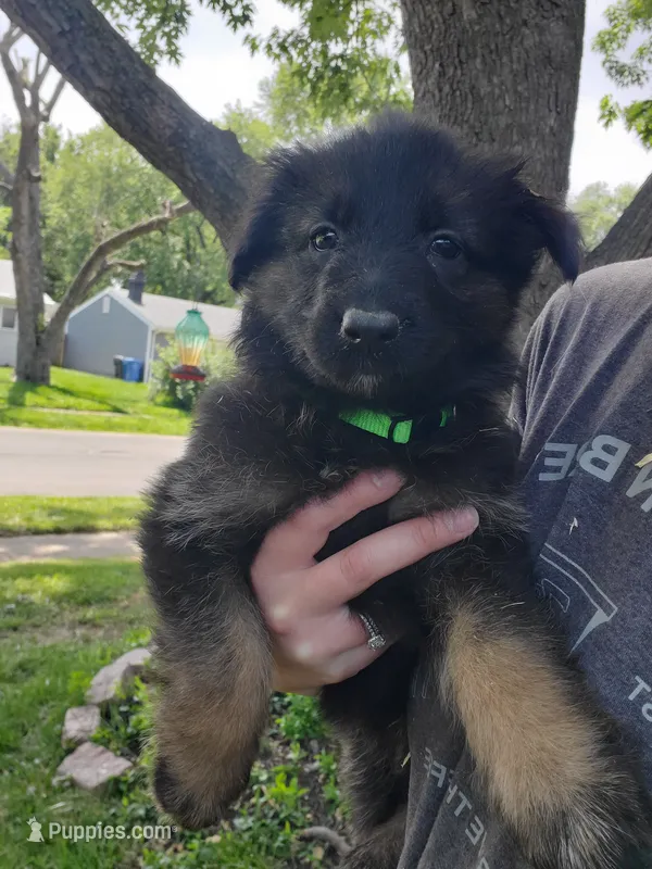 Green  – German Shepherd Dog puppy for sale in Florissant, MO