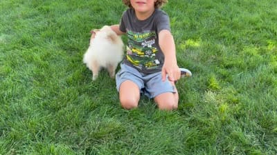 Brownie, a female Pomeranian for sale in Bennington, NE – 4 of 5