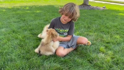 Kopper, a female Pomeranian for sale in Bennington, NE – 3 of 4