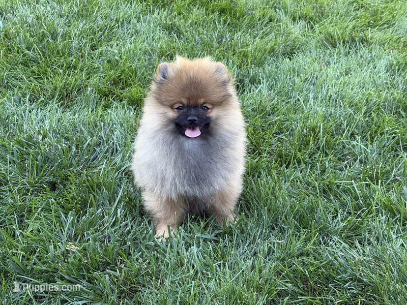 Brownie – Pomeranian puppy for sale in Bennington, NE