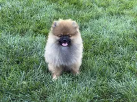 Brownie, a female Pomeranian for sale in Bennington, NE – 1 of 5