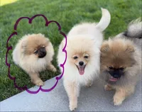 Kopper, a female Pomeranian for sale in Bennington, NE – 2 of 4