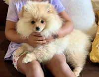 Strawberry , a female Pomeranian for sale in Bennington, NE – 2 of 4