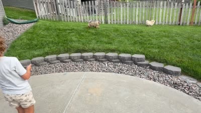 Brownie, a female Pomeranian for sale in Bennington, NE – 5 of 5