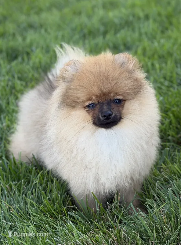 Kopper – Pomeranian puppy for sale in Bennington, NE