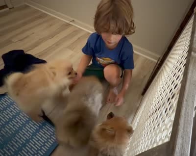 Kopper, a female Pomeranian for sale in Bennington, NE – 4 of 4