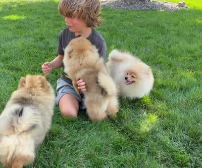 Strawberry , a female Pomeranian for sale in Bennington, NE – 4 of 4