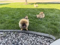 Brownie, a female Pomeranian for sale in Bennington, NE – 3 of 5