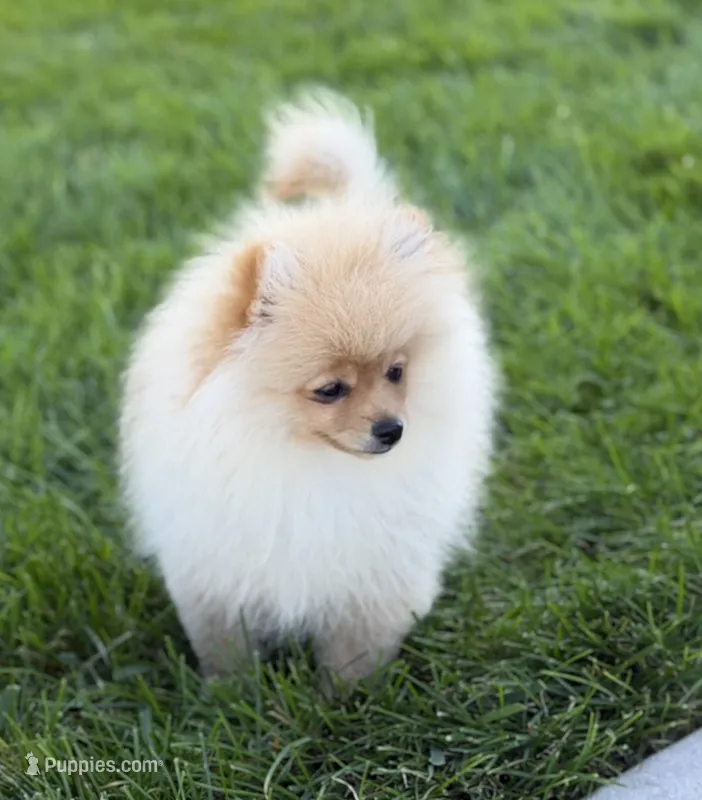 Strawberry  – Pomeranian puppy for sale in Bennington, NE