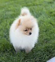 Strawberry , a female Pomeranian for sale in Bennington, NE – 1 of 4