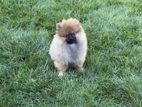 Brownie, a female Pomeranian for sale in Bennington, NE – 2 of 5