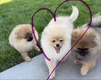 Strawberry , a female Pomeranian for sale in Bennington, NE – 3 of 4