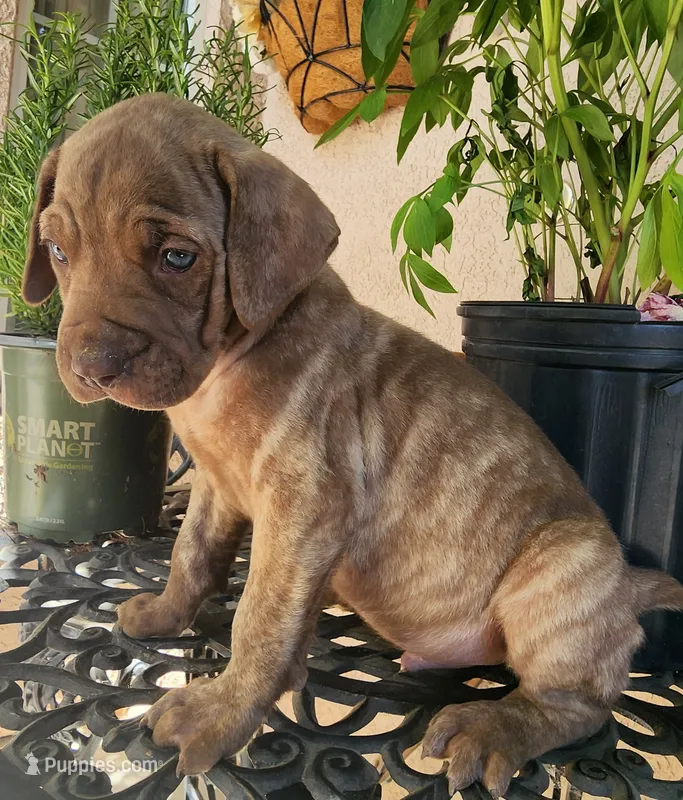 Junior – Cane Corso puppy for sale in Corona, CA