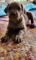 Junior, a male Cane Corso for sale in Corona, CA – 3 of 5