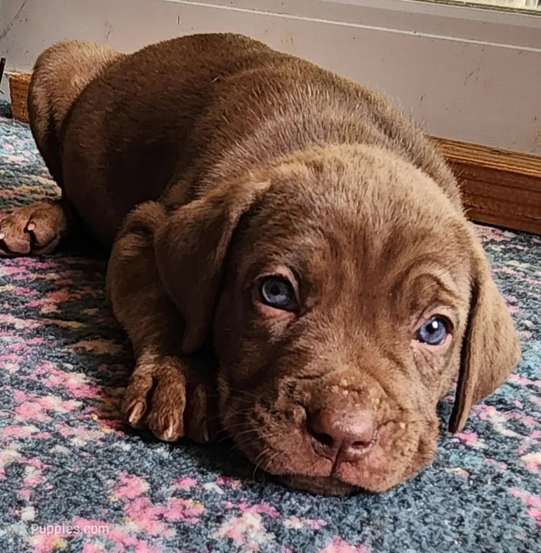 Violet – Cane Corso puppy for sale in Corona, CA