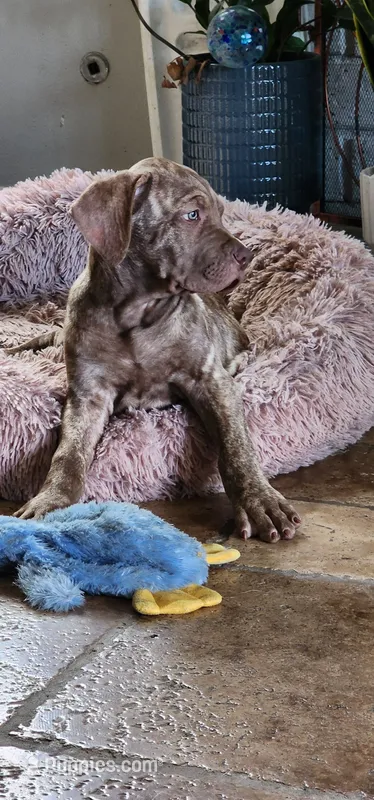Junior – Cane Corso puppy for sale in Corona, CA