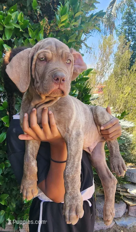 Junior – Cane Corso puppy for sale in Corona, CA
