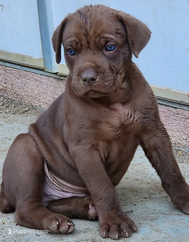 Titan – Cane Corso puppy for sale in Corona, CA