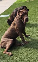 Junior, a male Cane Corso for sale in Corona, CA – 4 of 5
