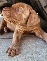Junior, a male Cane Corso for sale in Corona, CA – 2 of 5