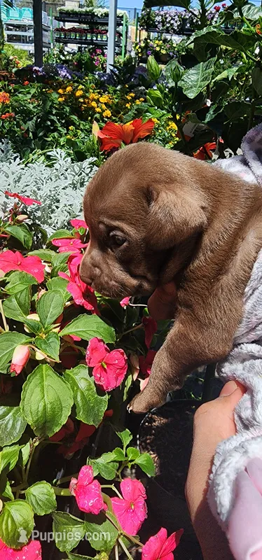 Titan – Cane Corso puppy for sale in Corona, CA