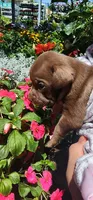 Titan, a female Cane Corso for sale in Corona, CA – 1 of 1
