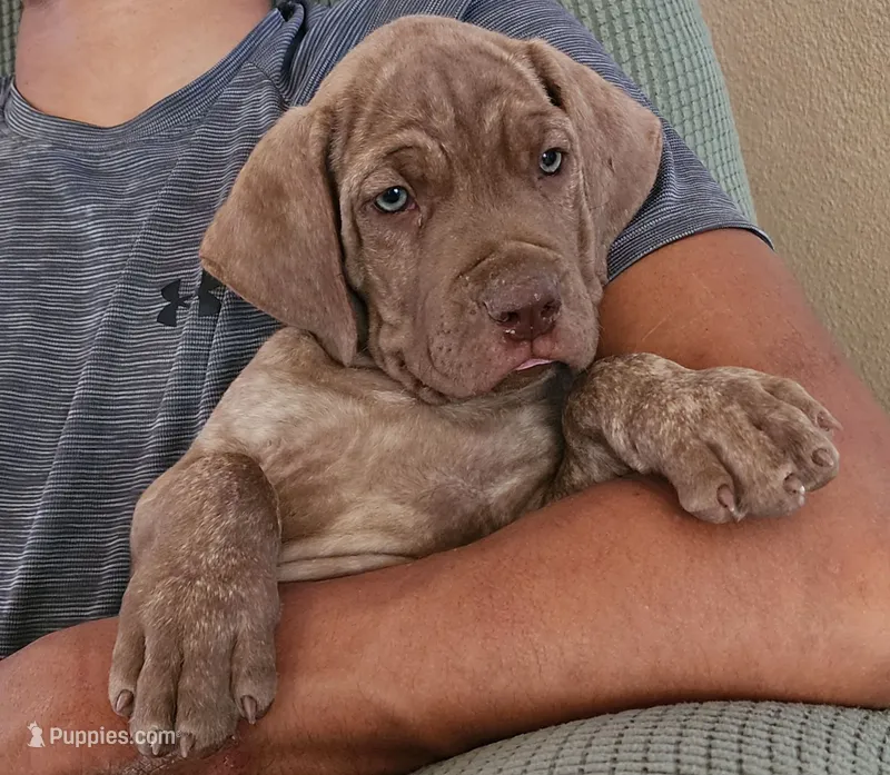 Junior – Cane Corso puppy for sale in Corona, CA