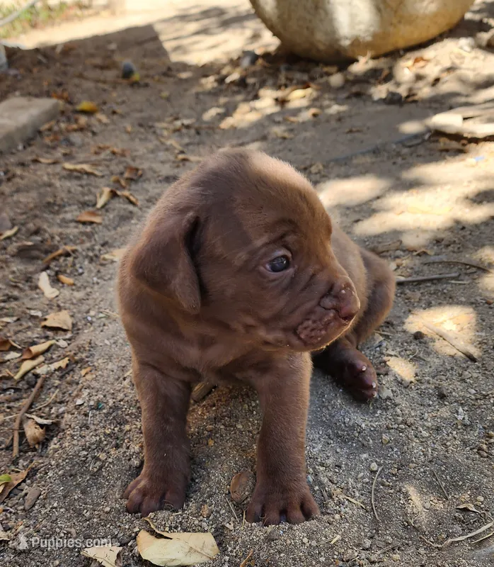 Violet – Cane Corso puppy for sale in Corona, CA