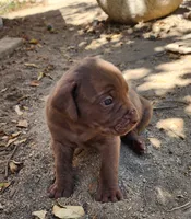 Violet, a female Cane Corso for sale in Corona, CA – 1 of 1