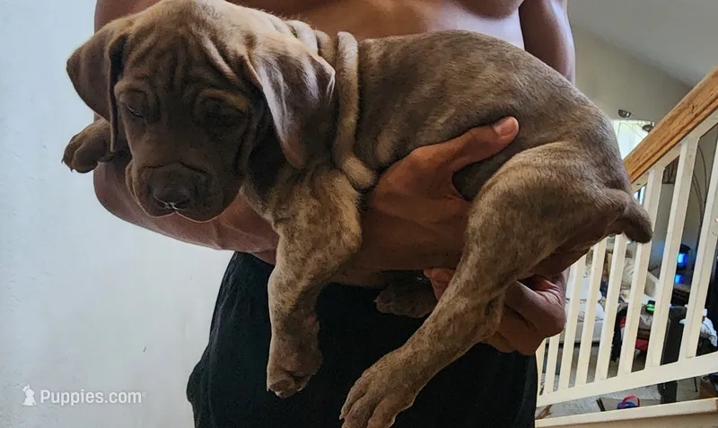 Junior – Cane Corso puppy for sale in Corona, CA