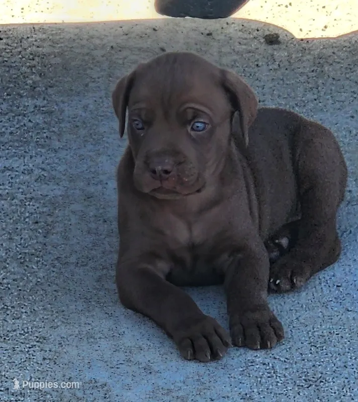 Titan – Cane Corso puppy for sale in Corona, CA