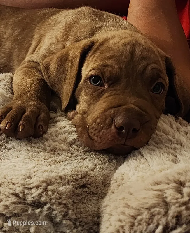 Junior – Cane Corso puppy for sale in Corona, CA
