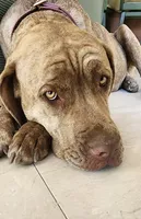 Junior, a male Cane Corso for sale in Corona, CA – 5 of 5
