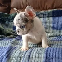 Merle pied, a female French Bulldog for sale in Miami, FL – Photo 3 of 3