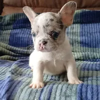 Merle pied, a female French Bulldog for sale in Miami, FL – Photo 1 of 3