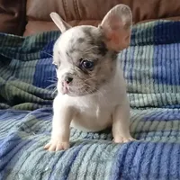 Merle pied, a female French Bulldog for sale in Miami, FL – Photo 2 of 3