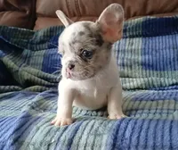 Merle pied, a female French Bulldog for sale in Miami, FL – Photo 2 of 3