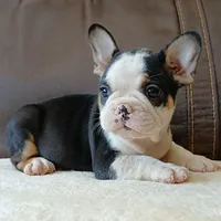 Snake Eyes (husky), a male French Bulldog for sale in Miami, FL – Photo 3 of 4