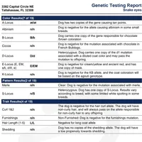 Snake Eyes (husky), a male French Bulldog for sale in Miami, FL – Photo 4 of 4