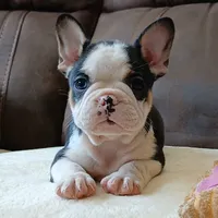 Snake Eyes (husky), a male French Bulldog for sale in Miami, FL – Photo 1 of 4