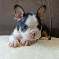 Snake Eyes (husky), a male French Bulldog for sale in Miami, FL – Photo 2 of 4