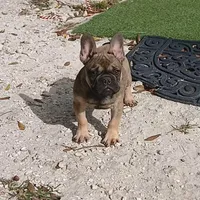Fawn male, a male French Bulldog for sale in Miami, FL – Photo 3 of 4