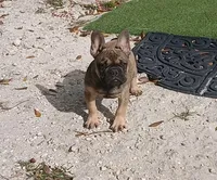 Fawn male, a male French Bulldog for sale in Miami, FL – Photo 3 of 4