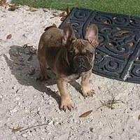Fawn male, a male French Bulldog for sale in Miami, FL – Photo 2 of 4
