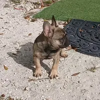 Fawn male, a male French Bulldog for sale in Miami, FL – Photo 4 of 4