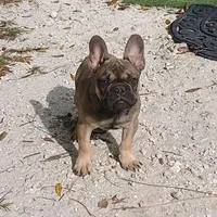 Fawn male, a male French Bulldog for sale in Miami, FL – Photo 1 of 4